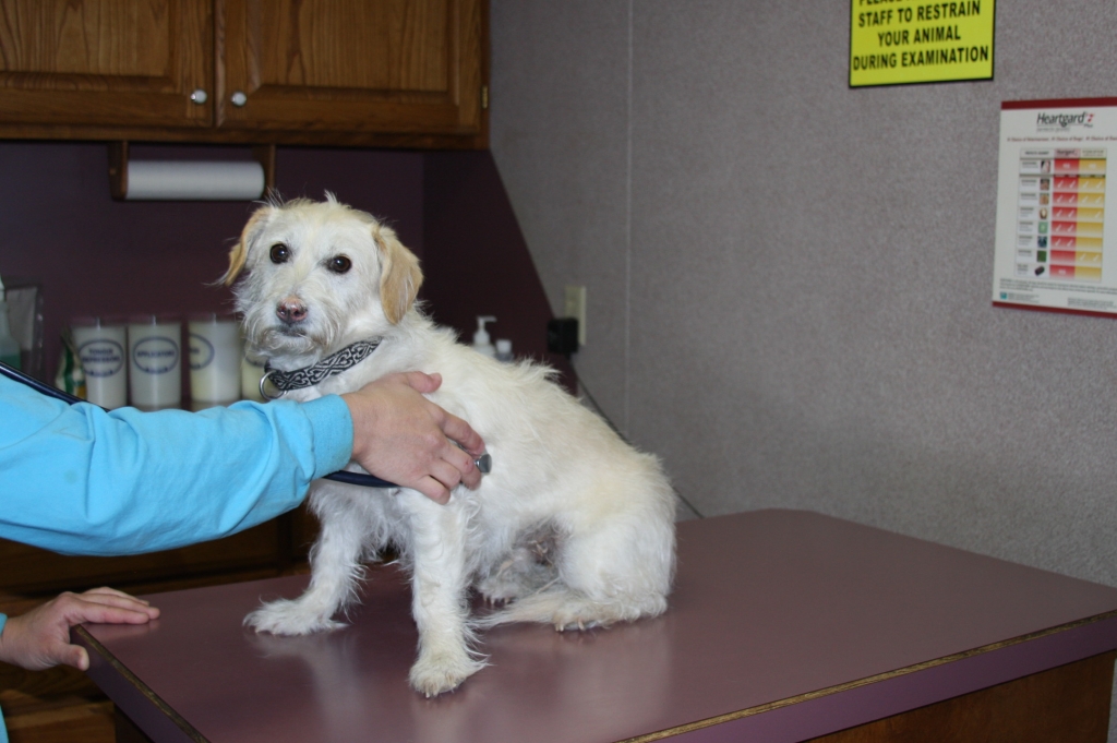 Hereford Veterinary Clinic Veterinary Veterinarians serving Friona